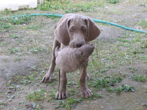 Connie - new puppy (CZ, 08/2006)