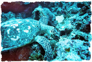 Hawksbill Turtle in Maldives (2008.12)